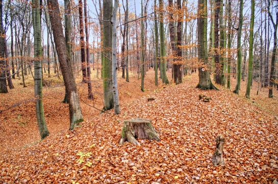 Zřícenina hrádku Šember