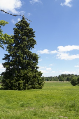 Národní přírodní rezervace Kladské rašeliny