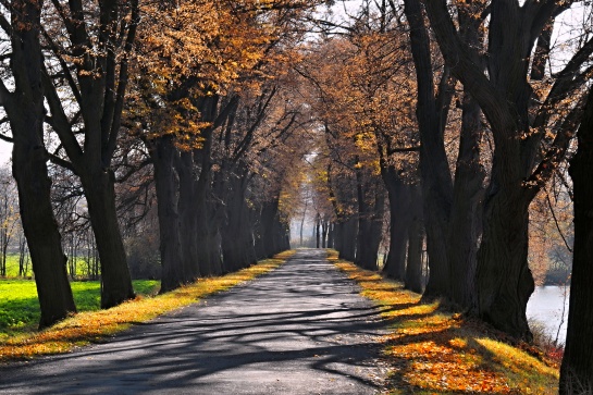 Alej u rybníků - Hustopeče nad Bečvou