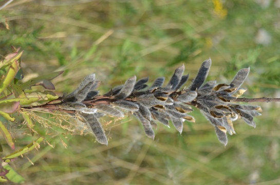 Flora a fauna v okolí Teplé