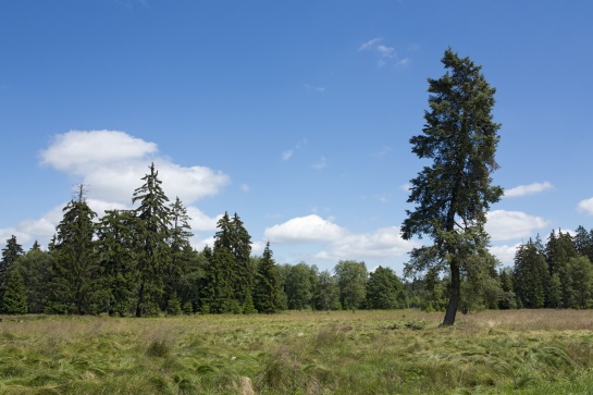 Slavkovský les - naučná stezka Kladská - Tajga