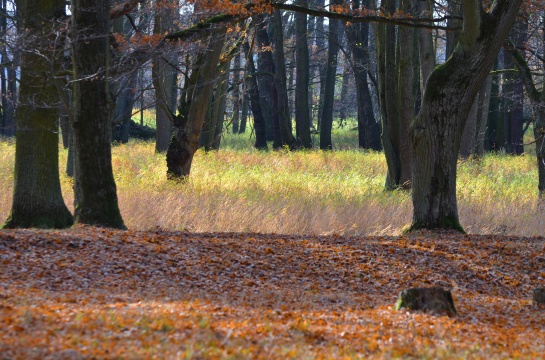 podzimní barevné linie 