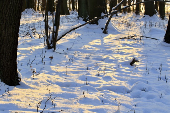 Zřícenina hradu Ostrý u Milešova