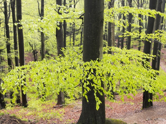 Oldřichovské háje a skály NS