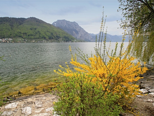 Jezero Traunsee se zámkem Orth