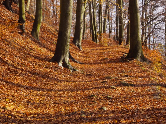 Zřícenina hradu Děvín, obec Hamr na Jezeře