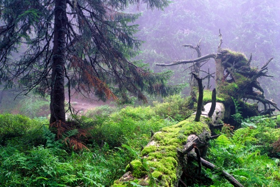 Vysoké Tatry u Hincova potoka v Mengusovské dolině