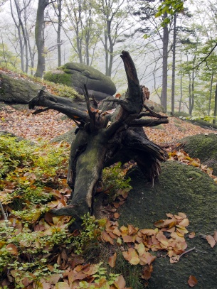 Oldřichovské háje a skály NS