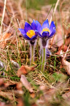 Koniklec otevřený (Pulsatilla patens)