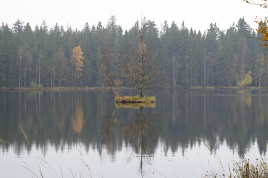 Národní přírodní rezervace Kladské rašeliny