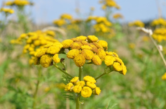 Flora a fauna v okolí Teplé