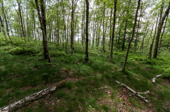 Grosser a Kleiner Zschirnstein