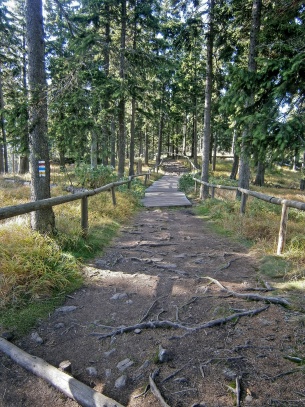 Pralesem na vrchol Boubína