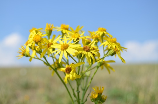 Flora a fauna v okolí Teplé