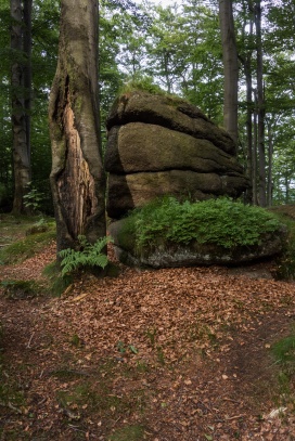 Jizerskohorské bučiny