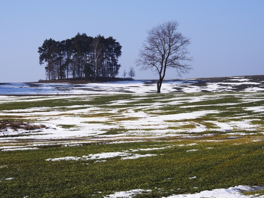 Stromy v krajině