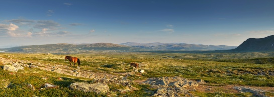 NORSKO - stádo koní v NP Dovrefjell