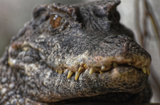 Zoologická a botanická zahrada Plzeň 