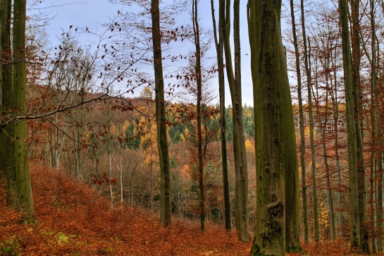 Zřícenina hrádku Šember