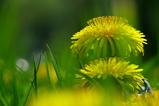 Velké Karlovice - flora