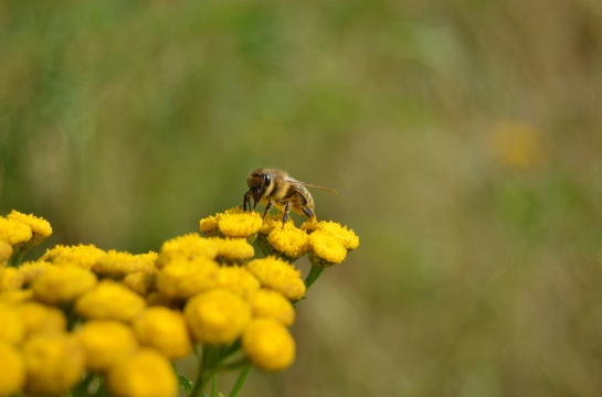 Flora a fauna v okolí Teplé