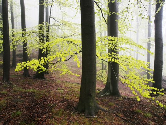 Oldřichovské háje a skály NS