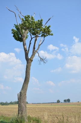 Flora a fauna v okolí Teplé