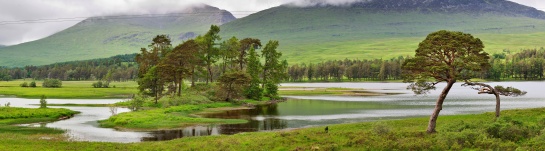 SKOTSKO - strom u jezera LOCH TULLA