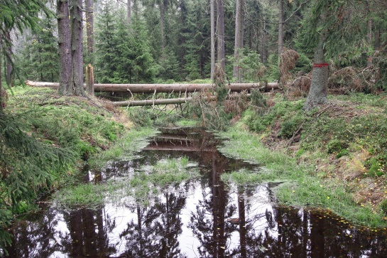 Slavkovský les - naučná stezka Kladská - Tajga