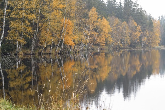 Národní přírodní rezervace Kladské rašeliny