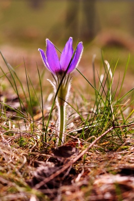 Koniklec otevřený (Pulsatilla patens). 