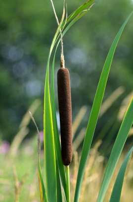 Flora a fauna v okolí Teplé