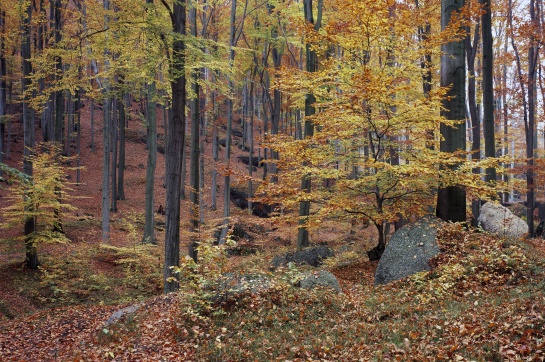 Oldřichovské háje a skály NS