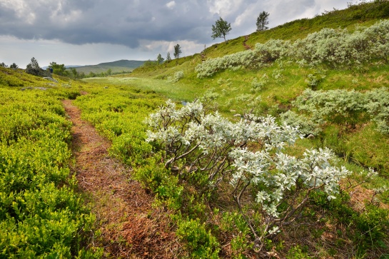 NORSKO - NP Rondane