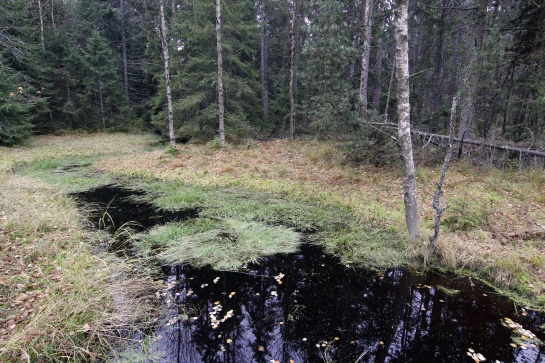 Slavkovský les - naučná stezka Kladská - Tajga