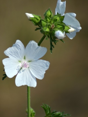 Flora a fauna v okolí Teplé