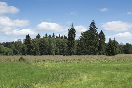 Slavkovský les - naučná stezka Kladská - Tajga