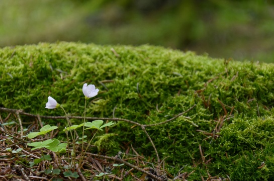 Šumava , Povydří 