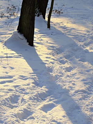 Zřícenina hradu Ostrý u Milešova