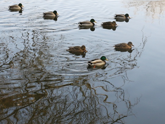 Na Ohři