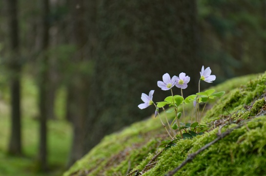 Šumava , Povydří 