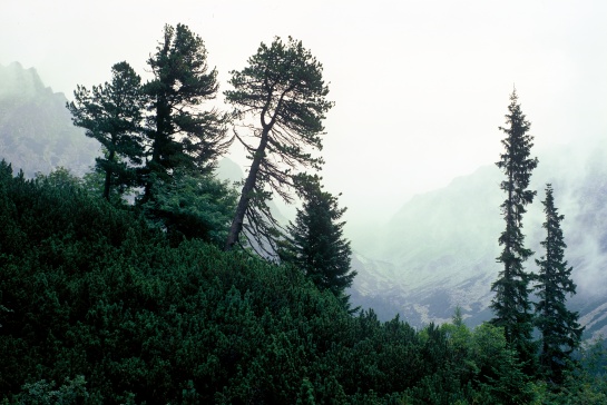 Vysoké Tatry, Mengusovská dolina