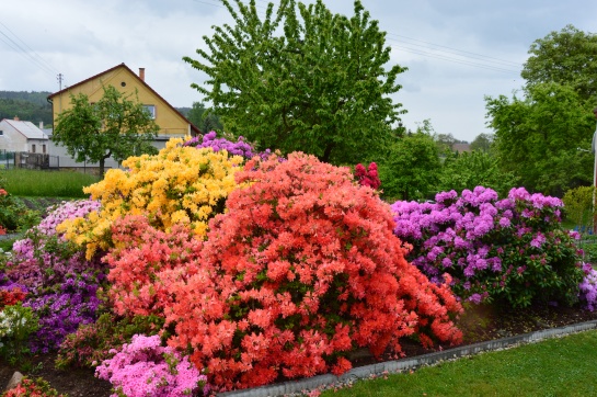 Rhododendron a Azalea v zahradě