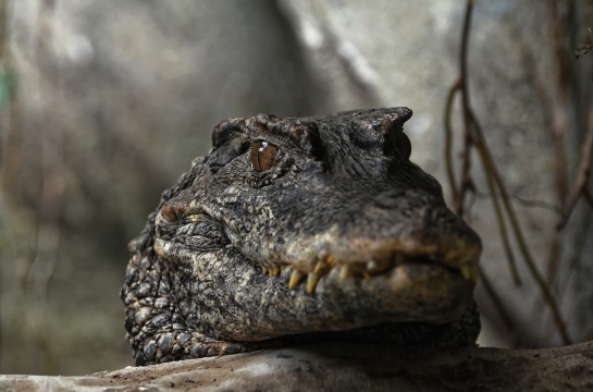 Zoologická a botanická zahrada Plzeň 