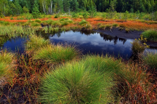 Šumava