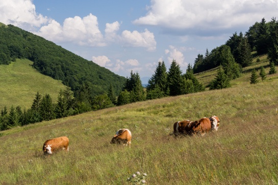 Velký Rozsutec