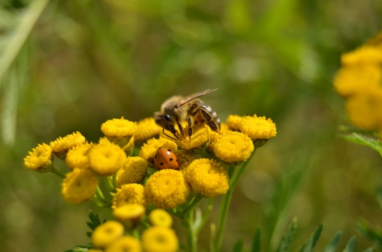 Flora a fauna v okolí Teplé