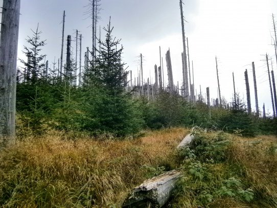 Siebensteinkopf – Sedmiskalí ( 1263 m ).