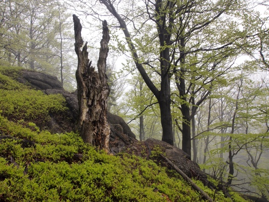 Oldřichovské háje a skály NS