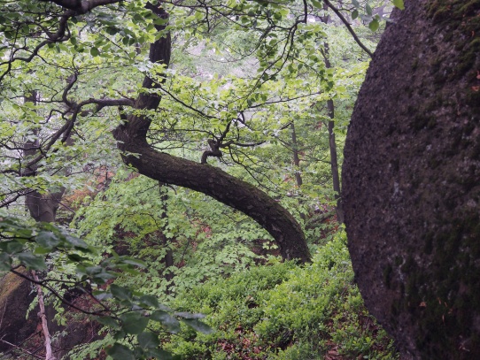 Oldřichovské háje a skály NS